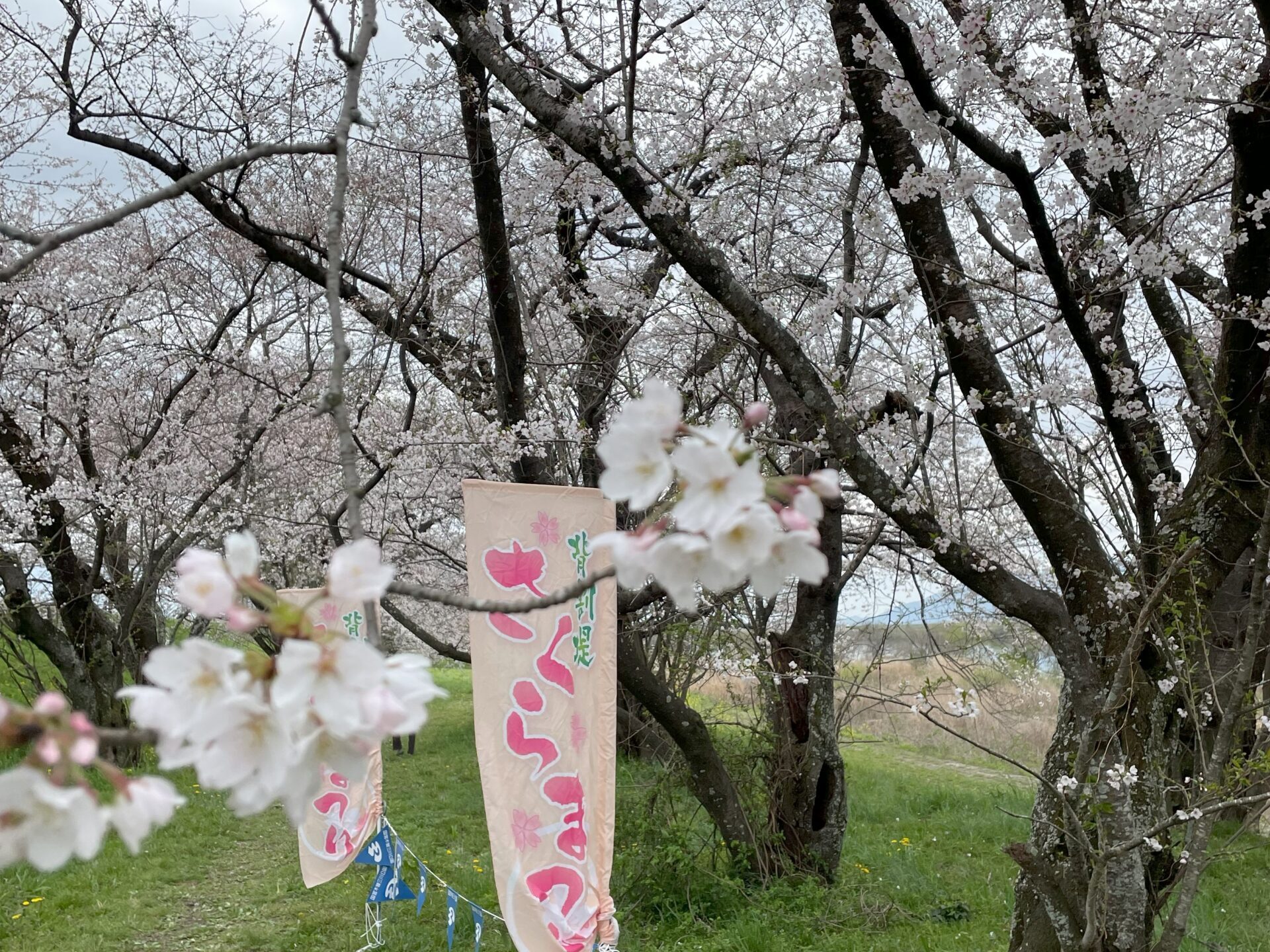 木曽長良背割堤の桜