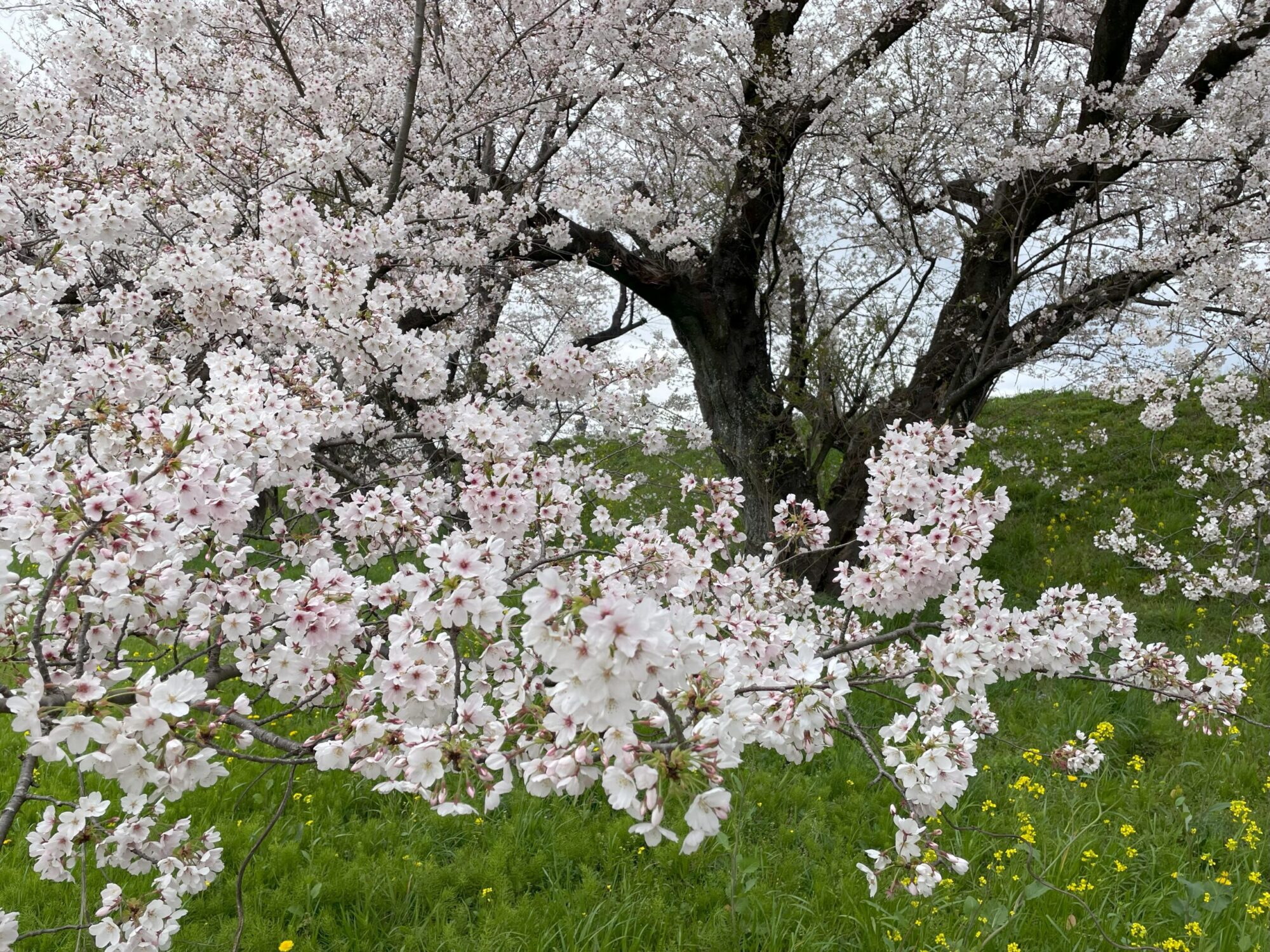 木曽長良背割堤の桜