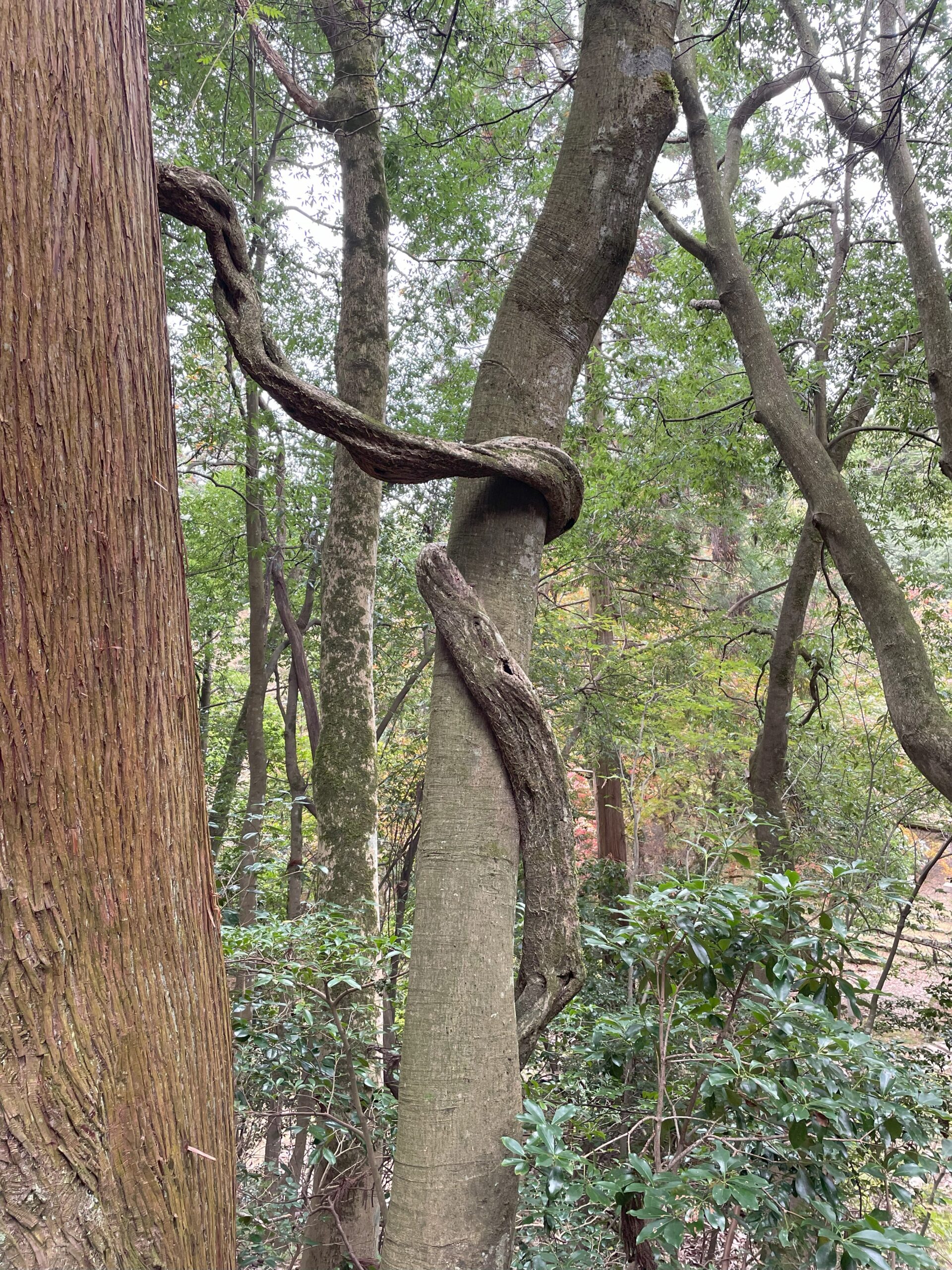 鶏足寺