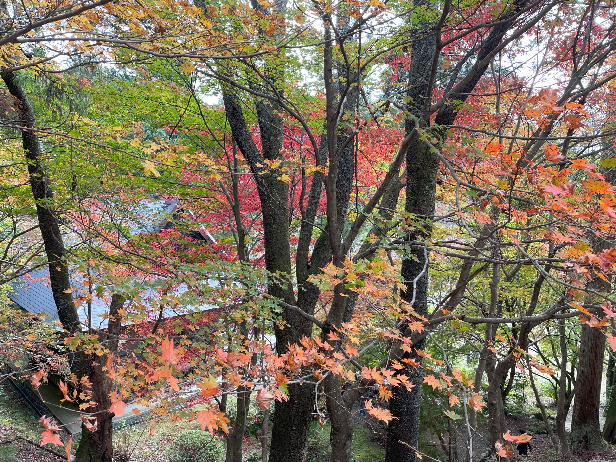 鶏足寺