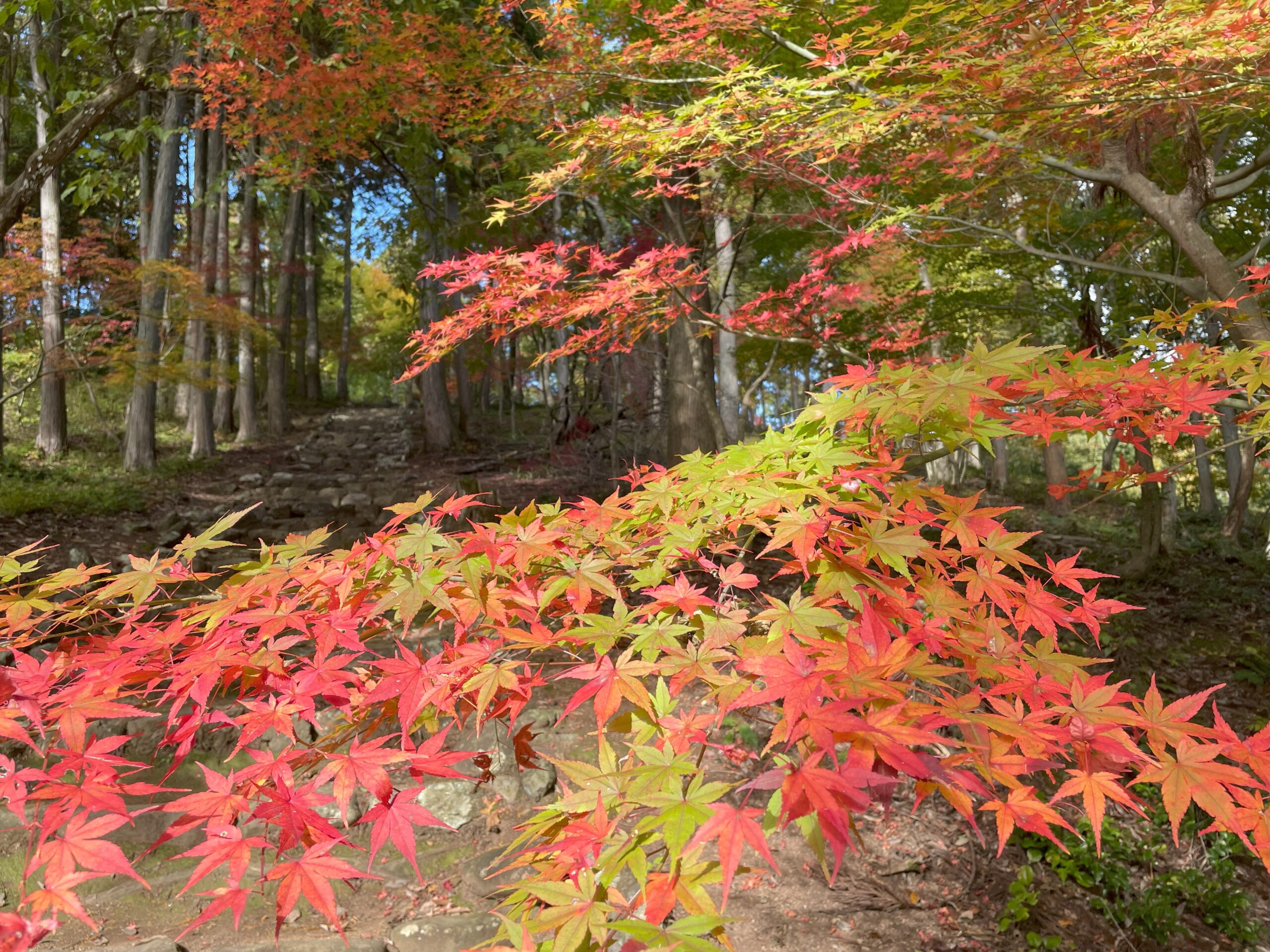 鶏足寺