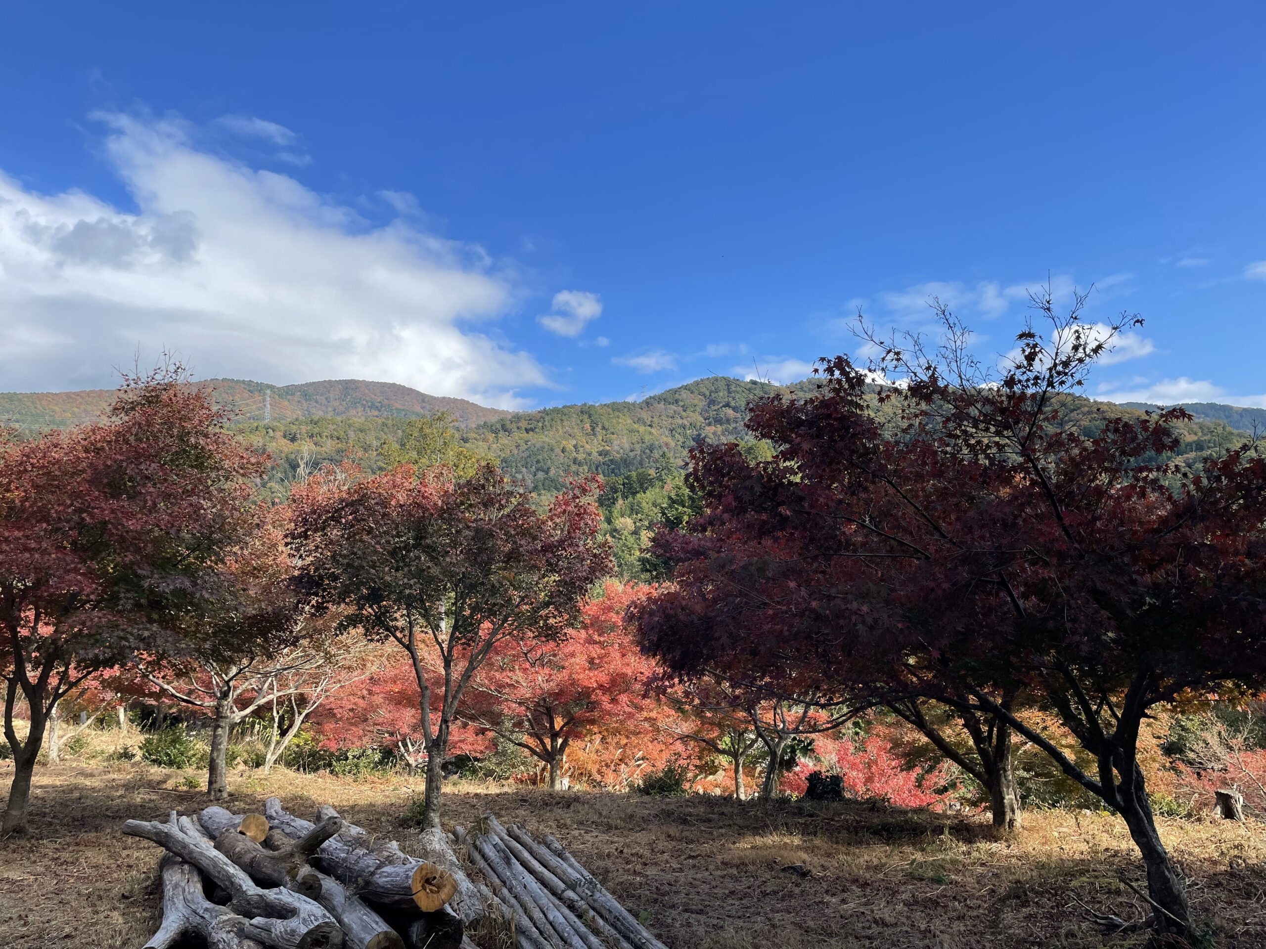 鶏足寺