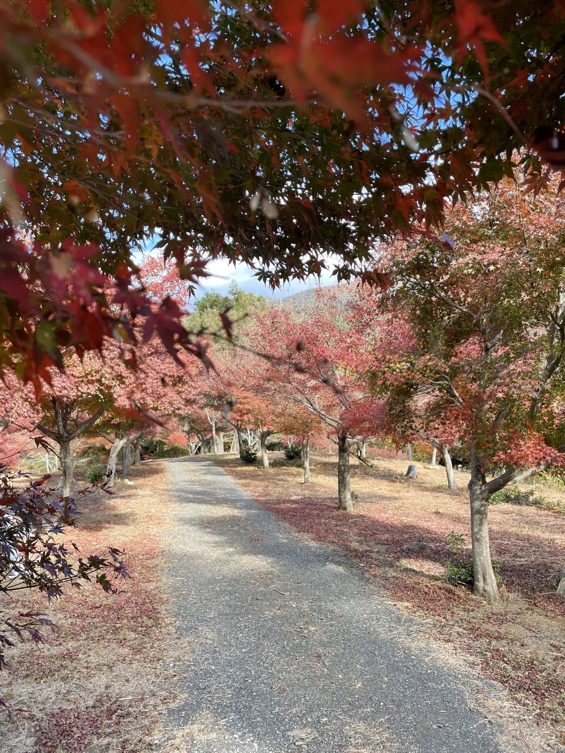 鶏足寺